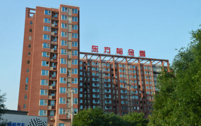 东方郁金香 东方郁金香